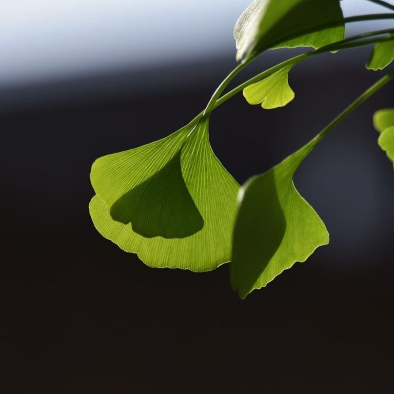 ginkgo-tree-1933941_1280