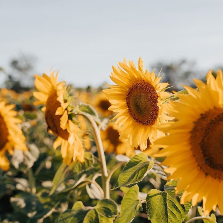 sunflowers-7353922_1280